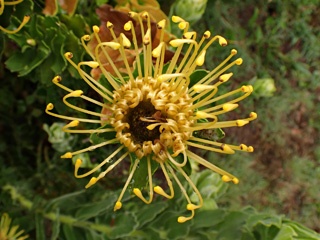 PA280930a.jpg